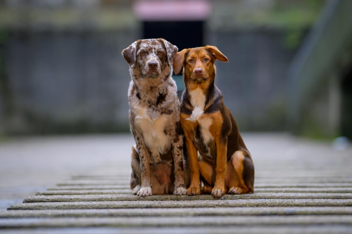 Lola und Malou (QM Burg Winnenthal)